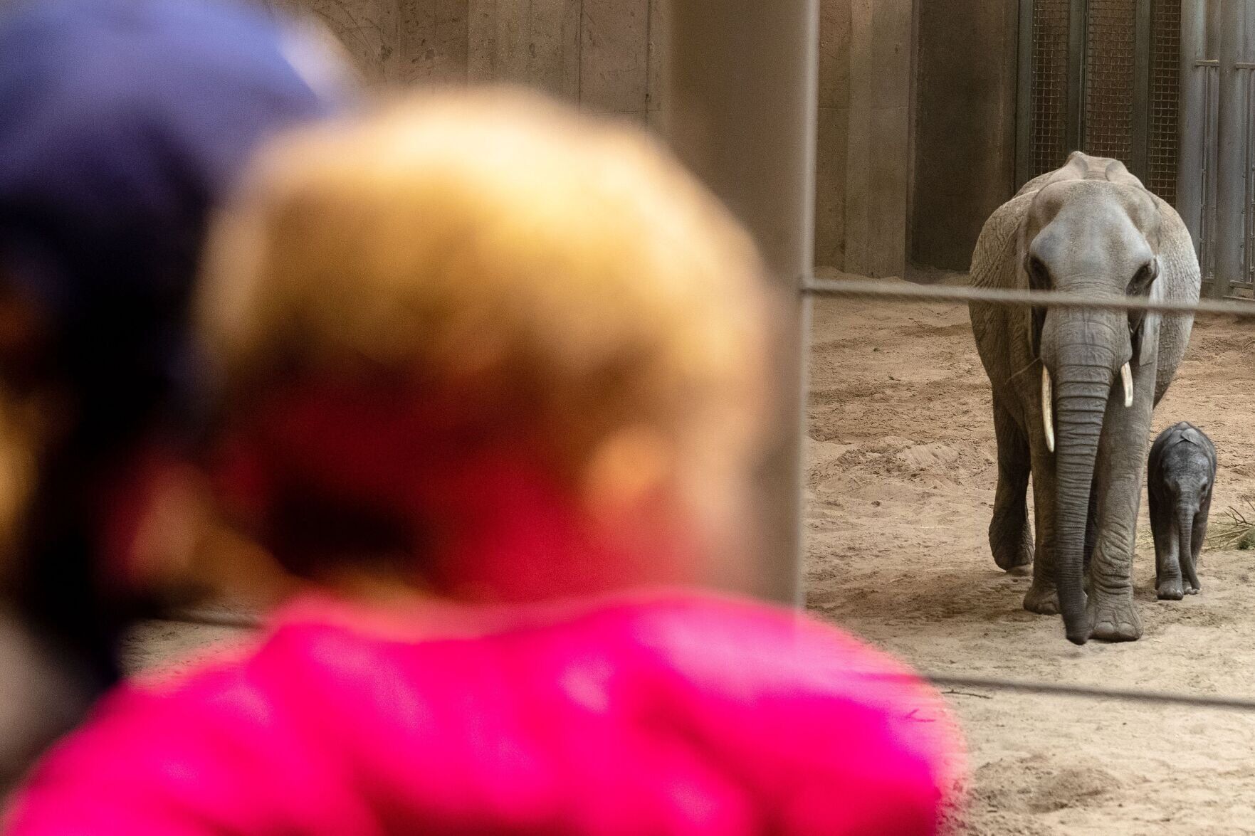 021522-owh-new-elephants-pic-cm003